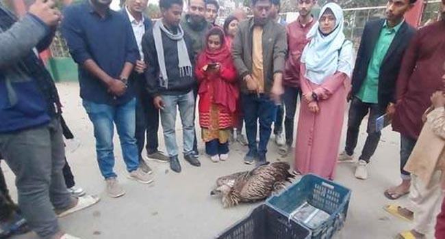 বগুড়ায় বিরল প্রজাতির শকুন উদ্ধার