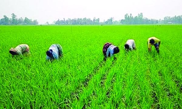সবুজ ধান ক্ষেত