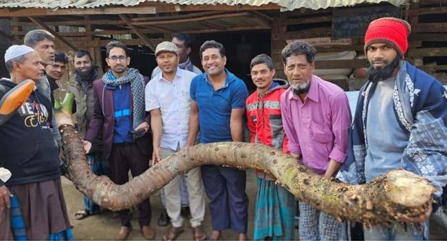 এক কচু ২৫০০ টাকায় বিক্রি