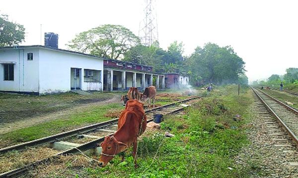 শতবর্ষী মিরসরাই রেলস্টেশন এখন গোচারণ ভূমি