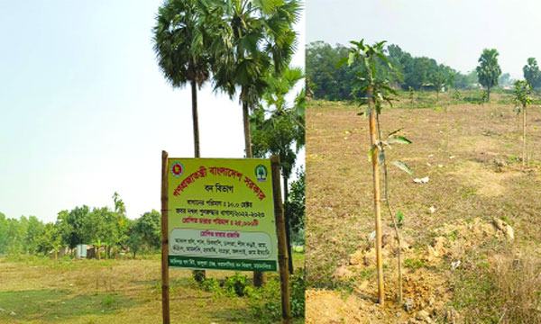 ভালুকায় বন বিভাগের কয়েক হাজার চারা উধাও