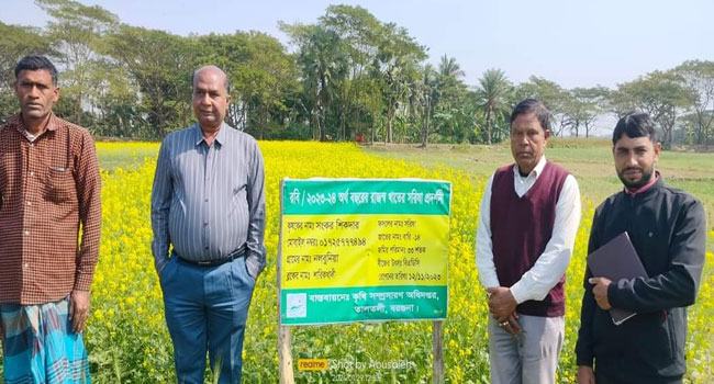 তালতলীতে কৃষকদের মাঝে সরিষা চাষে আগ্রহ বাড়ছে