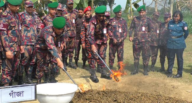 ৩ কোটির টাকার মাদকদ্রব্য ধ্বংস করল বিজিবি