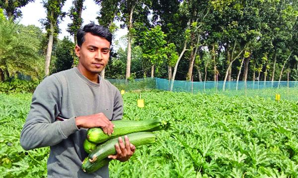 বিদেশী সবজি স্কোয়াস চাষে সফল মনজুরুল আহসান