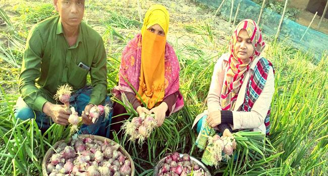 দেবীগঞ্জে গ্রীষ্মকালীন পেঁয়াজ চাষে লাভবান কৃষকরা