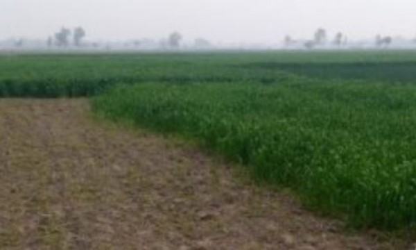 এ কেমন শত্রুতা!