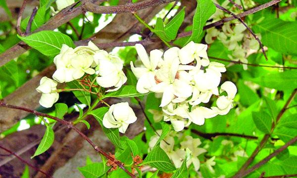 কুরচী