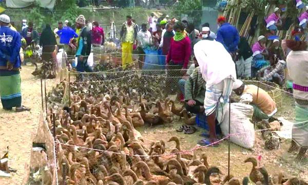 রূপগঞ্জে কোটি টাকার হাঁসের বাজার