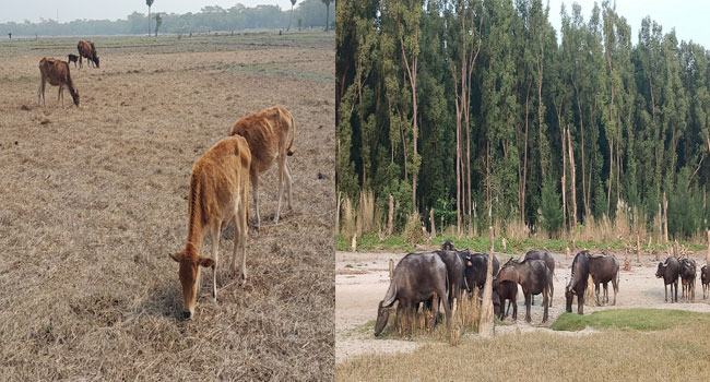 রাঙ্গাবালীতে গবাদিপশু চুরির হিরিক বেসামাল প্রান্তিক জনগোষ্ঠী