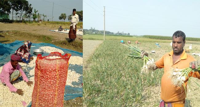 গোয়ালন্দে পিঁয়াজ-রসুনের ঘ্রাণে চরাঞ্চলের পথিক ও কৃষকরা মাতোয়ারা