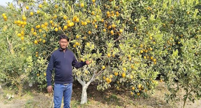 মানিকপুরের সজল এখন শিক্ষিত বেকার যুবকদের অনুকরণীয় ফল চাষি