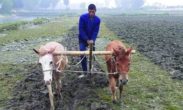 নীলফামারীতে ঘোড়া দিয়ে হালচাষ