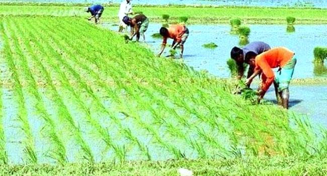 ধানের ন্যায্য দাম পাওয়া নিয়ে শঙ্কায় কৃষক