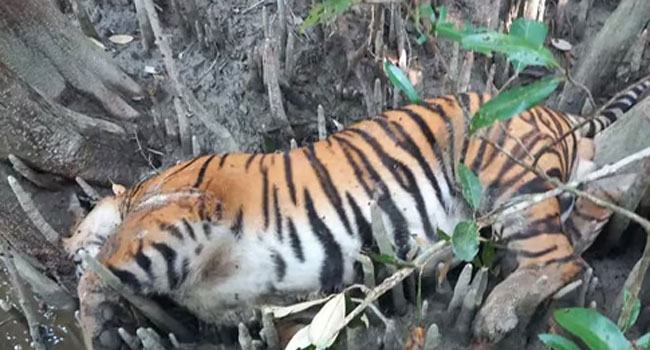 সুন্দরবন থেকে বাঘের মরদেহ উদ্ধার