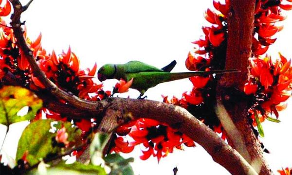 শিমুল-পলাশের শাখা ভরে উঠেছে রক্তিম সম্ভারে