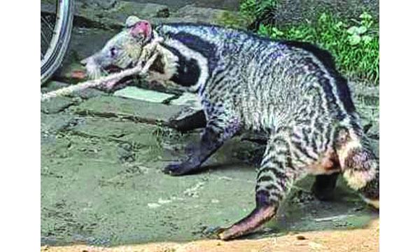 জামালপুরে বিরল প্রজাতির বন্যপ্রাণী গন্ধগোকুল আটক