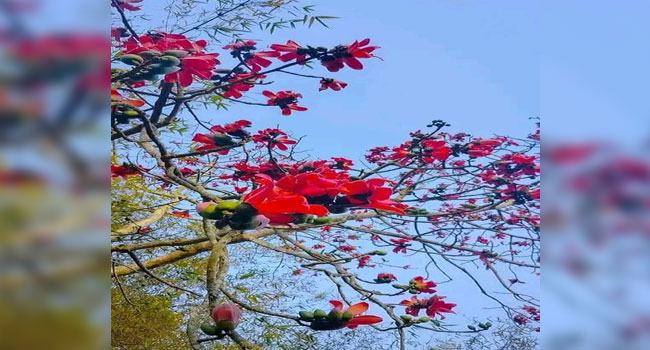 শিমুলের রক্তিম আভা জানান দিচ্ছে বসন্ত আগমনের