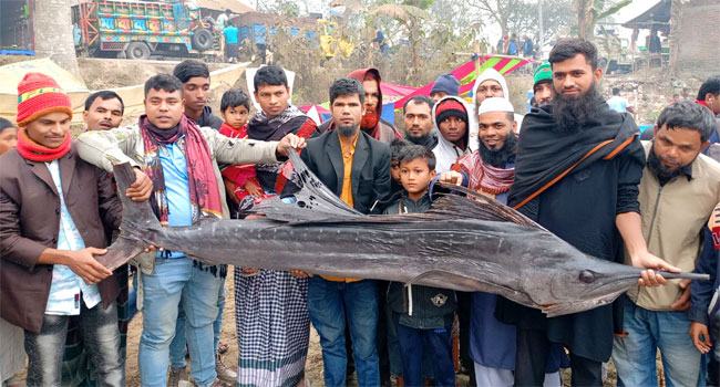 বগুড়ার পোড়াদহ মেলায় ৪০ কেজি ওজনের পাখি মাছ