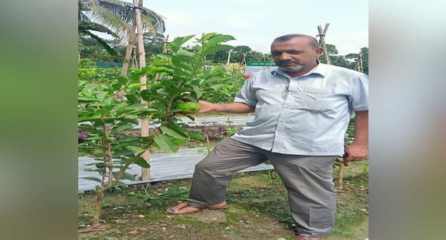 পেয়ারা চাষসহ এক জমিতে, ৭ ধরনের ফসল করে স্বাবলম্বী বিপ্লব