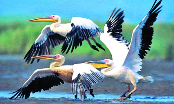 পেলিক্যান-২