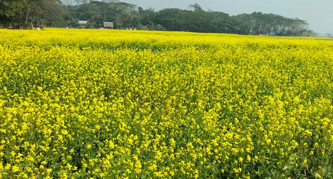 মুলাদীতে দিগন্ত জুড়ে সরিষার হলুদ ফুলের সমারোহ