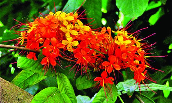 অশোক