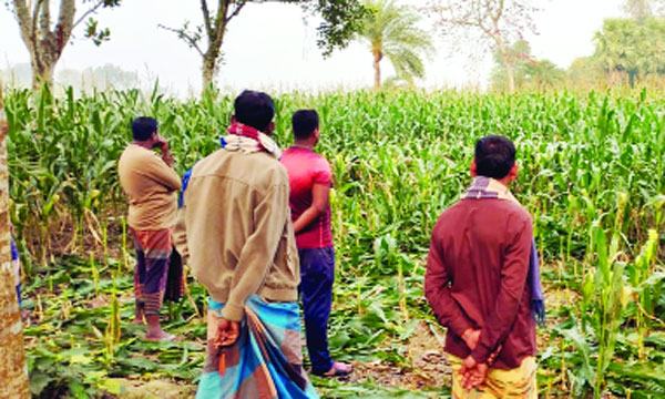 দামুড়হুদায় ফলন্ত ভুট্টাগাছ কেটে দিলো দুর্বৃত্তরা