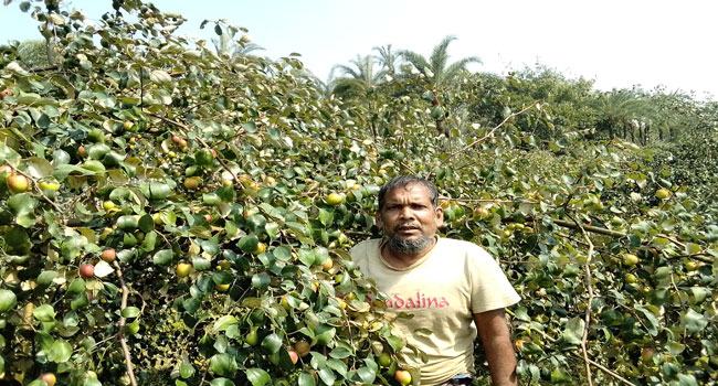 রাজবাড়ীতে বরই চাষে সফল হচ্ছেন চাষিরা