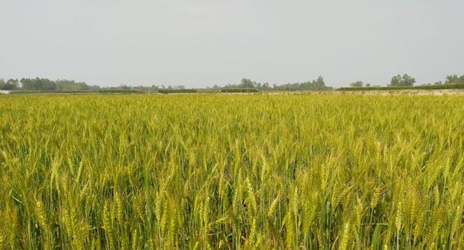 জামালপুরে গম চাষে আগ্রহ হারাচ্ছে কৃষকরা