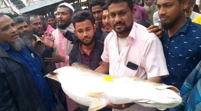 কমলনগরে জেলের জালে ১৫ কেজির কোরাল, আকাশছোঁয়া দাম