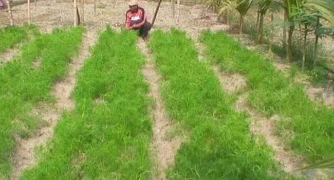 গোবিন্দগঞ্জে চাষ হচ্ছে মসলা জাতীয় ফসল জিরা