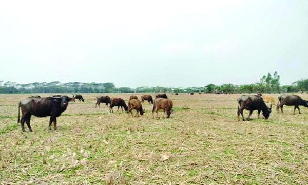 খাবার সঙ্কটে বিলুপ্তির পথে মহিষ পালন