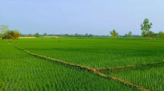 জামালপুরে ইরি-বোরো চাষে ব্যস্ত সময় পার করছে কৃষকরা