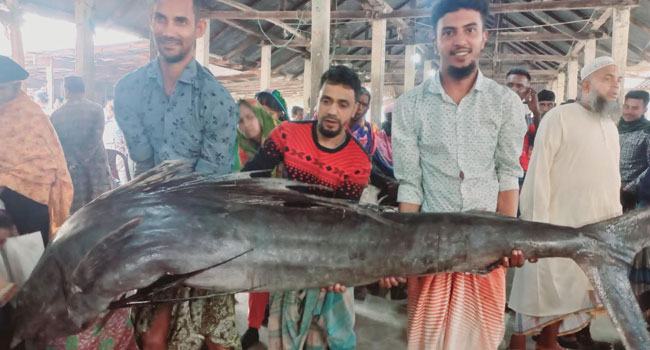 জেলের জালে বিরল ‘গোলপাতা’ মাছ