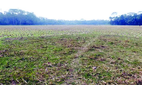 পিরোজপুরে অনাবাদি পড়ে আছে ৪৫ শতাংশ জমি