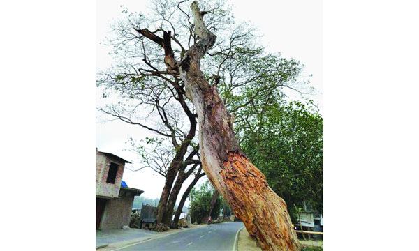 চৌগাছায় সড়কের দুই পাশে শুকনা গাছগুলো মরণফাঁদ