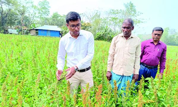 মিরসরাইয়ে চাষ হচ্ছে সুপার ফুড কিনোয়া