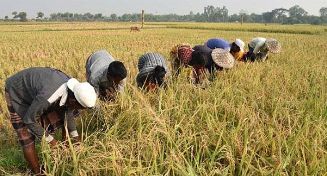 বাংলাদেশের বাজেটে কৃষি খাত