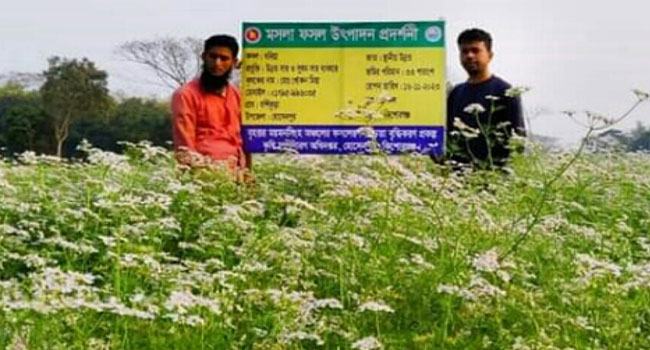 হোসেনপুরে ধনিয়া চাষে লাভবান কৃষক