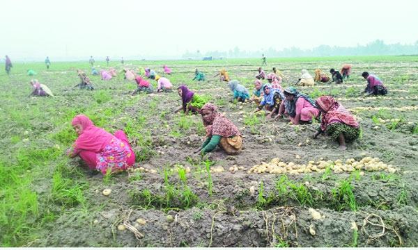 বগুড়ার শেরপুরে আলু চাষে লোকসানের আশঙ্কা
