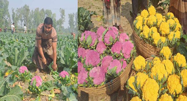 রঙিন ফুলকপি চাষে সফল ঘাটাইলের আশরাফুল