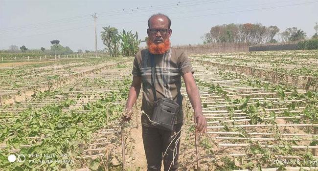 চৌগাছায় কৃষকের দেড় বিঘা জমির পটল গাছ কেটে দিয়েছে দুর্বৃত্তরা