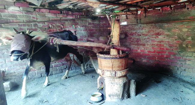 কালের বিবর্তনে হারিয়ে যাচ্ছে গ্রামবাংলার ঘানি শিল্প