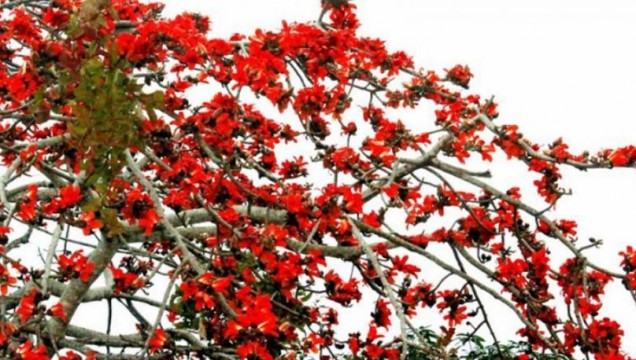 যেন লাল শাড়ি পরে আছে প্রকৃতি