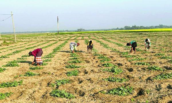 মিরসরাইয়ে ৫০০ একর পতিত জমিতে তরমুজ চাষ