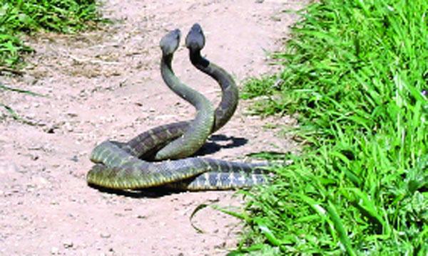 ঝুমঝুপি সাপ