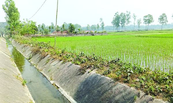 বোরো ধানে সবুজ হয়ে উঠছে শুষ্ক করতোয়ার ধু-ধু বালুচর