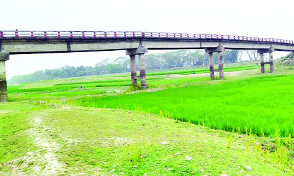 নীলফামারীতে নদীর বুকে ফসলের সমারোহ