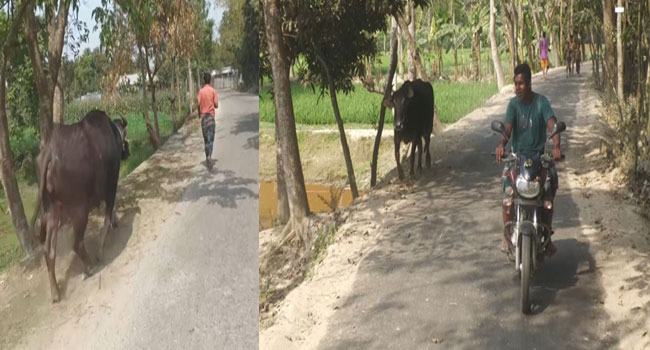 মহিষের সাথে মানুষের বন্ধুত্ব! গবাদি প্রাণির কাণ্ডে অবাক এলাকাবাসী