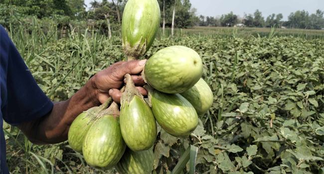 শেরপুরে ক্রেতা না থাকায় বাজারে বেগুন ফেলে রেখে গেলেন কৃষক